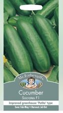 Fothergill socrates cucumber for sale  GLASGOW