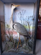 Victorian taxidermy heron for sale  MELKSHAM