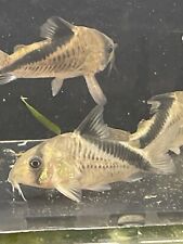 Corydoras melini catfish for sale  Bristol