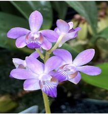Doritis. pulcherrima orchid for sale  Ewa Beach