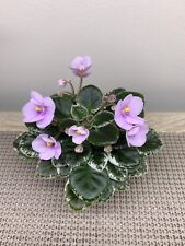African violet plant for sale  Baltimore