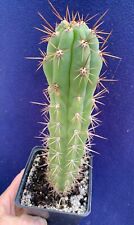 Columnar cactus plants for sale  PENZANCE