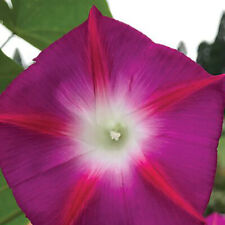 morning glory plants for sale  IPSWICH