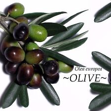 Olive tree ancient for sale  Haleiwa
