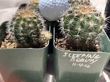 Echinopsis cactus schick for sale  Orange