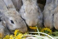 rabbit food for sale  CHESTERFIELD
