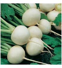 Turnip snowball gram for sale  SALISBURY