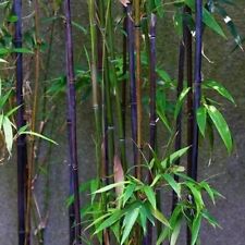 Purple bamboo for sale  Raeford