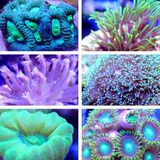 Coral frag value for sale  Jefferson