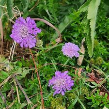 Scabious purple cushion for sale  Shipping to Ireland