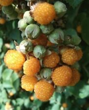 Amarillo Himalaya - Frambuesa - Rubus ellipticus frambuesa 20+ semillas Gx 147 segunda mano  Embacar hacia Argentina