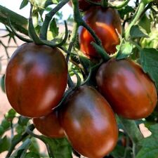Tomate black plum gebraucht kaufen  Oldenburg