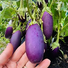 Aubergine jewel amethyst gebraucht kaufen  Eichstätt