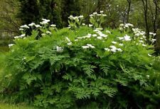 Sweet cicely seeds for sale  GREENOCK