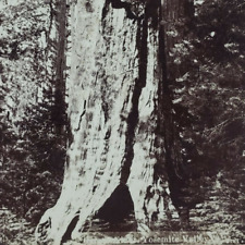 Yosemite Valley California Stereoview c1877 Giant Sequoia Redwood Tree CA P153 for sale  Shipping to Canada
