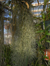 Spanish moss bromeliad for sale  Lakewood
