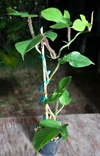Philodendron squamiferum plant for sale  Hollywood