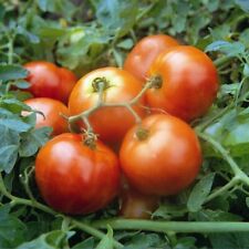 Tomato seeds ailsa for sale  PEEBLES