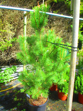 5ft 5.5ft evergreen for sale  OXFORD