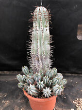 Euphorbia horrida cactus usato  Massafra