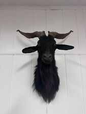 shoulder mount taxidermy for sale  Hubbard