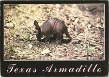 Texas baby armadillo for sale  Lakewood