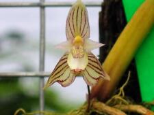 Sweetly Fragrant Mini Orchid Species Bulbophyllum ambrosia. Huge Specimen! for sale  Shipping to South Africa