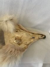 Genuine coyote head for sale  Greensboro
