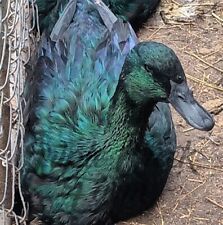 Quality cayuga duck for sale  Stantonsburg