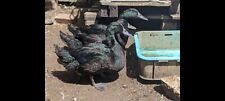 Pure cayuga duck for sale  SWANAGE