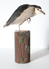 Used, Taxidermy-hunting-chasse-präparat- Black-crowned Night-Heron with permit for sale  Shipping to South Africa