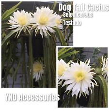 Dog tail cactus for sale  UK