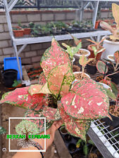 Used, REAL PICTURE Aglaonema Dutricolour Free Pithosanitary for sale  Shipping to South Africa