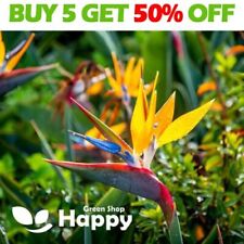 Strelitzia bird paradise for sale  Shipping to Ireland