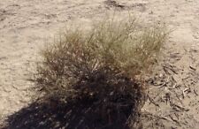 Russian thistle tumbleweed for sale  Pahrump