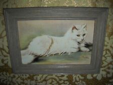 White fluffy cat for sale  Fresno