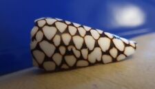 Sea snail cone for sale  CHELMSFORD