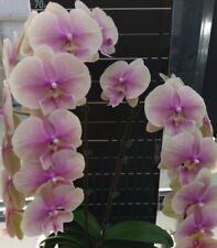 Tajwańska orchidea Phalaenopsis Phal. Tęczowa big warga (70) na sprzedaż  Wysyłka do Poland