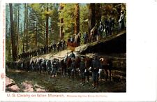 Postal militar de caballería de Estados Unidos sobre el monarca caído Mariposa Grove California años 1900 segunda mano  Embacar hacia Argentina