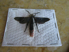 Scoliidae species wasp for sale  Saint Louis