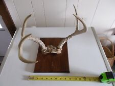 Mounted deer antlers for sale  Unityville
