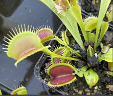 Dionaea muscipula dentata gebraucht kaufen  Zepernick