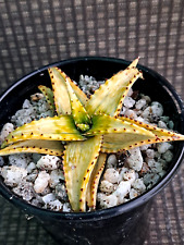 Aloe jucunda variegated for sale  USA
