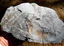 Fern fossil lyginopteris for sale  Birmingham