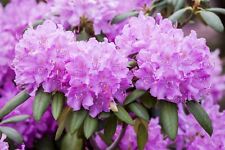 Rhododendron hybride roseum gebraucht kaufen  Westerstede