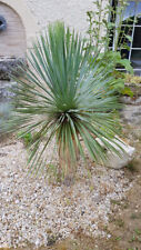 Yucca rostrata godet d'occasion  Mont-près-Chambord