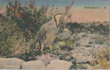 Chukar quail wild for sale  Wewahitchka