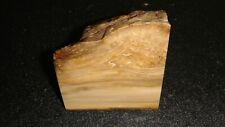Old petrified wood for sale  Dyer