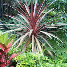 Cordyline red star for sale  UK