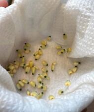 Anthurium balaoanum seeds for sale  Kurtistown
